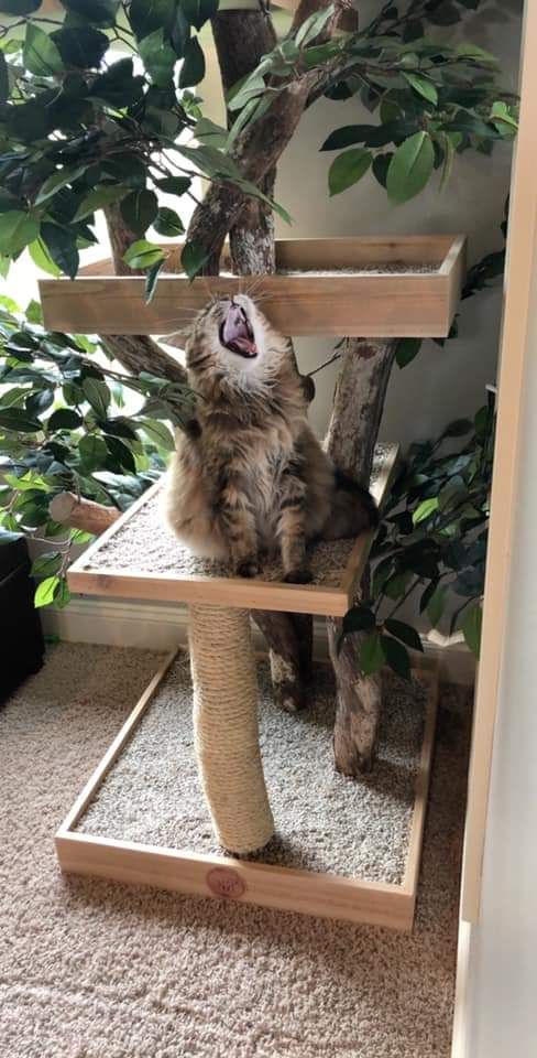 Neptune says "Thanks for the Tree!"
#PetTreeHouses #cats #CatTrees