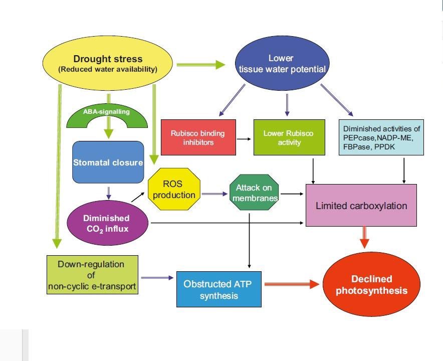 pdf Effective Interprofessional