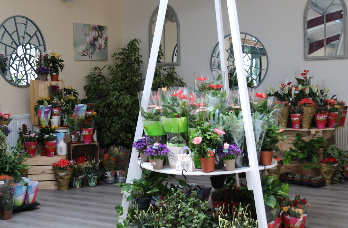 View our wide selection of gorgeous house plants - on display in the restaurant at <a href="/AmblesideSol/">Ambleside Bistro & Garden Centre</a>. Prices from just £3.99.