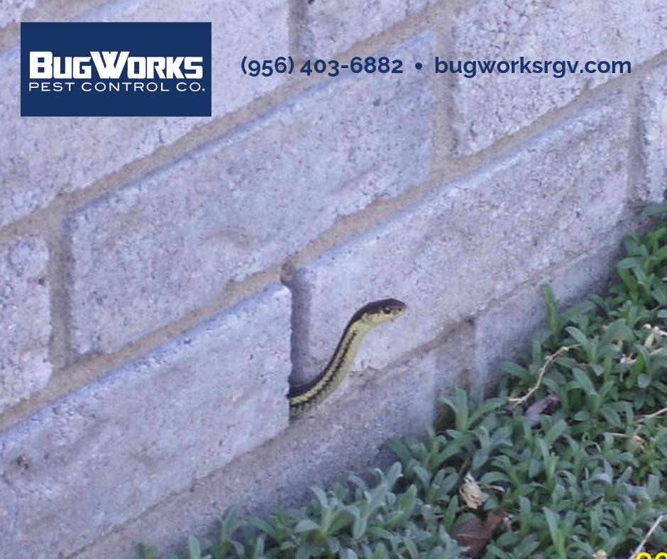 BugWorksRGV's tweet image. What pests are lurking around your home? Call (956) 403-6882 for pest control services and preventative treatment options today!

bugworksrgv.com