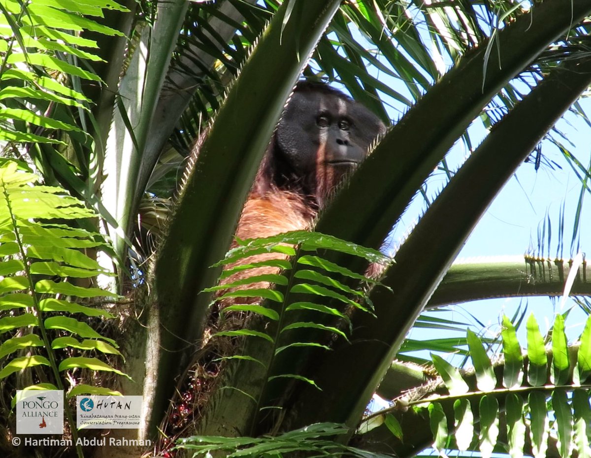 PongoAlliance tweet media