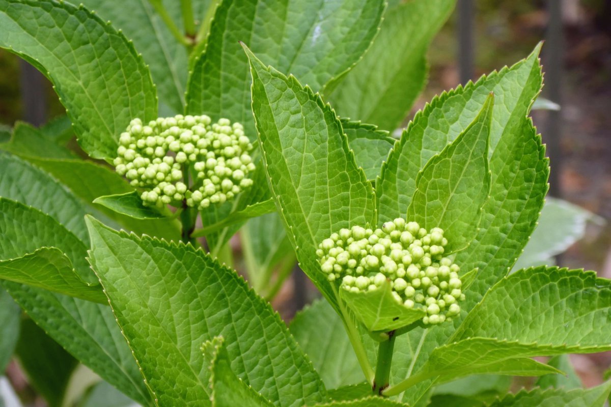 からしニコワ 紫陽花の蕾が出てきた 5月18日撮影 紫陽花 あじさい アジサイ 緑の画像 写真 写真初心者 デジカメ T Co Yshj2xprb0 Twitter