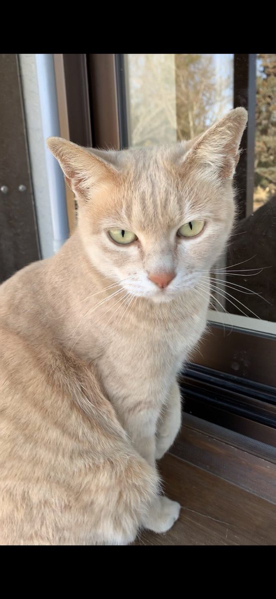 ちゃちゃ 猫探しています Chacha Goback Twitter