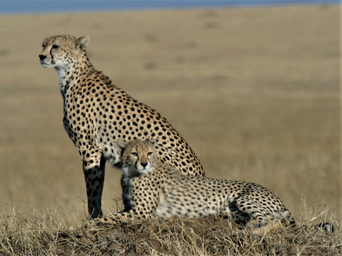 SarahMDurant's tweet photo. 20 thousand years ago, multiple species of #cheetah used to roam across north America, Eurasia and Africa. Today only one species remains - let's make sure we keep it #BiodiversityDay https://t.co/hzvqBq17wg