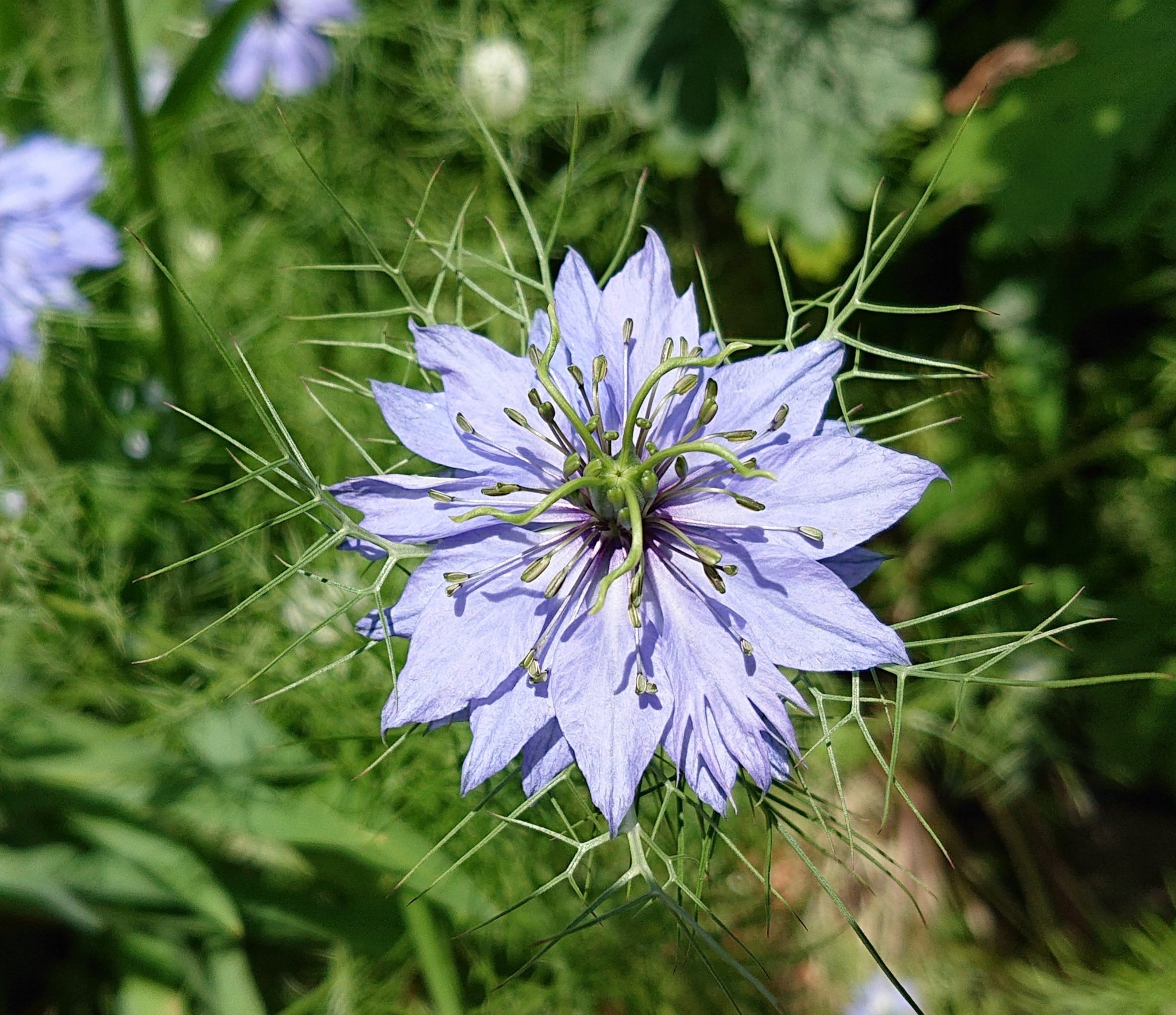 توییتر Garin در توییتر インスタupしました ニゲラ クロタネソウ ニゲラ クロタネソウ 黒種草 花の写真 花が好き T Co 2hnduf3khc T Co Fclwqmu560