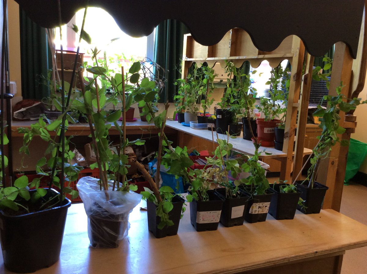 bps_Y1's tweet photo. Year 1 grew these amazing plants as their Science Home Learning project! #indoorforest #FriFav #greenfingers https://t.co/nVEaZaywMx