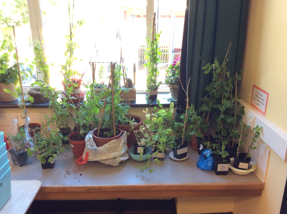 bps_Y1's tweet photo. Year 1 grew these amazing plants as their Science Home Learning project! #indoorforest #FriFav #greenfingers https://t.co/nVEaZaywMx