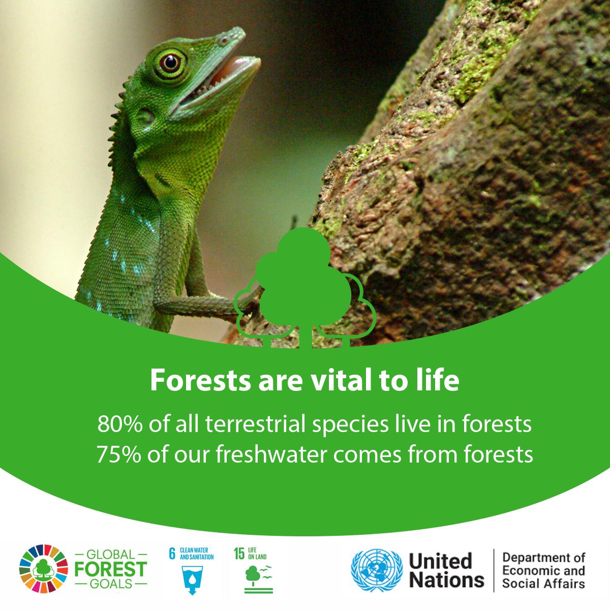 UNDESA's tweet photo. Happy #BiodiversityDay!🌱🦎🐞
Biodiversity is the foundation for human health, as it supports the ecosystems we depend on for food, fresh water, medicines, as well as disease &amp; climate regulation.

Forests are critical for biodiversity and for all life on our 🌏 
#IDB2019 #SDGs https://t.co/9M8hgwH9bs