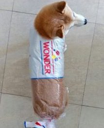 DogsCrocs's tweet photo. Give us this day
Our daily bread https://t.co/kAacUL2exe