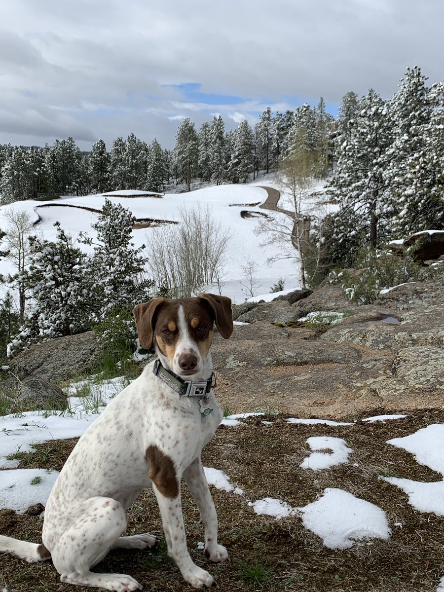 foxacres_super's tweet photo. Maybe we’ll grow some turf in June?@DogsOfTurf https://t.co/QdIAUY2dj7
