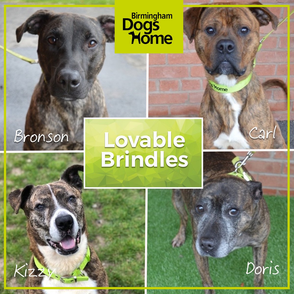 birmingham dogs home rehoming