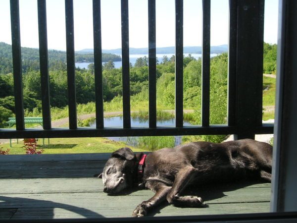NHinns's tweet photo. Pet Friendly Bed &amp; Breakfasts https://t.co/xRgIs4DBR0 https://t.co/D7kifwHKSv