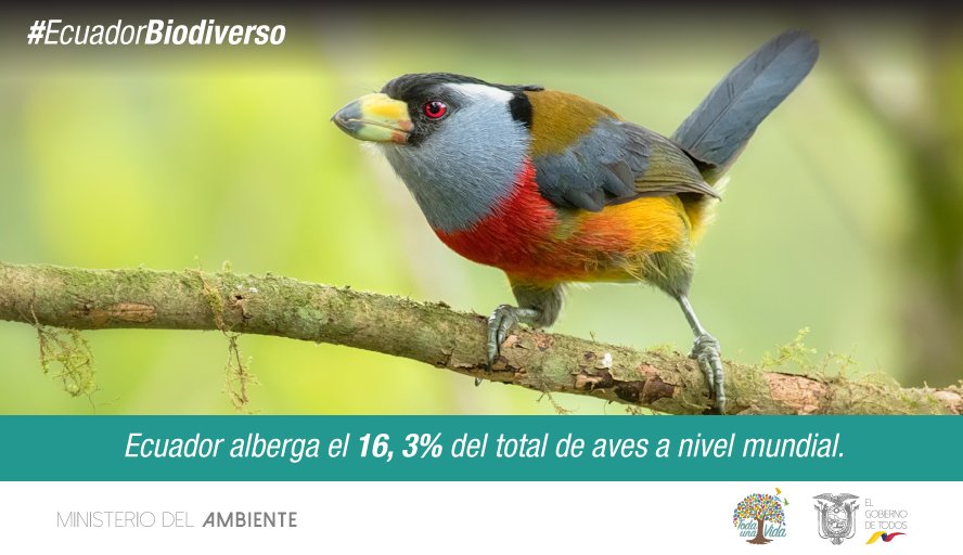 EcuadorMAE's tweet photo. El Convenio sobre la Diversidad Biológica tiene tres ejes principales: La conservación de la diversidad biológica, la utilización sostenible de sus componentes y la participación justa y equitativa de los beneficios que se deriven de los recursos genéticos. #EcuadorBiodiverso https://t.co/arTFr2wiGh