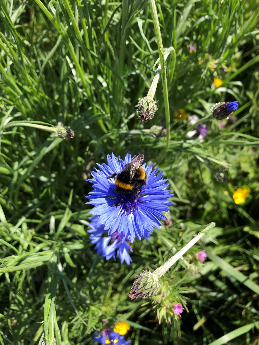 NewForestFruit's tweet photo. #BiodiversityDay
here @NewForestFruit we are comitted to conserving and improving biodiversity on our farm
#LEAF_Farming #farmwildlife https://t.co/uNnvsIYu9r