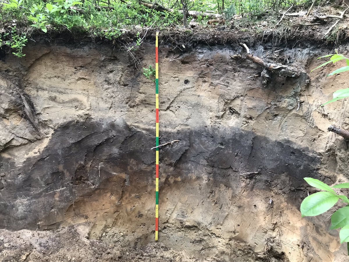 bioluisinho's tweet photo. ...into the pitch today with @stephanmantel for real field exercises of #soil classification.
Can you name the beautiful soil in these photos?
.
.
.
.
.
.
“Dystric Brunic Regosol over Plaggic Podzol”
(2 soils, 1 over the other, a tricky one) 😬🥴🤯
#ISRIC #Wageningen https://t.co/gznCTbsec9