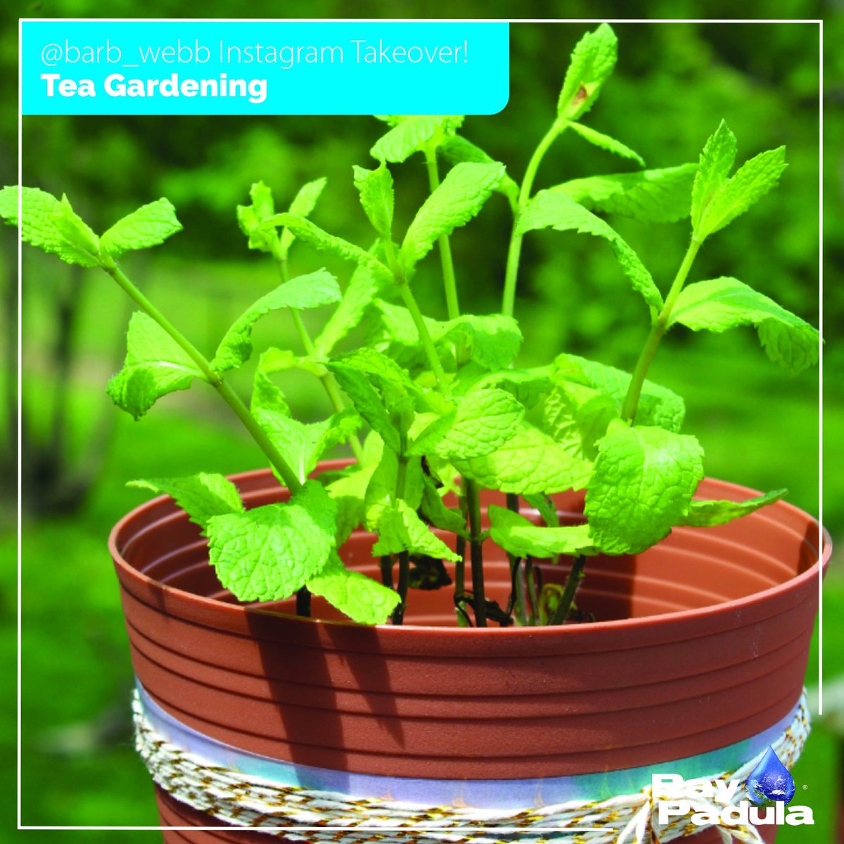 raypadulagarden's tweet photo. THE FUN HAS BEGUN!  @ruralmoms has officially taken over our Instagram for the day to share tips on growing your very own tea garden!  We hope you join us!  https://t.co/7qGvJJ3wQh
#teagarden #ruralmom #barbwebb #raypadulainsiders https://t.co/bvd2CW4i4n