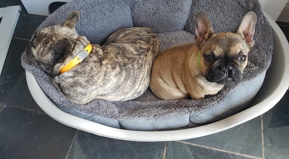 FLOOF_uk's tweet image. 🐾Peanut in foster 🐾
I've been so busy..... we got the paddling pool out yesterday as the weather was so nice I love playing in it with my sister's &amp;amp; the house pipe causes all kinds of fun kaos in the garden! #pupdate #foster #gettingbig #floof #rescue