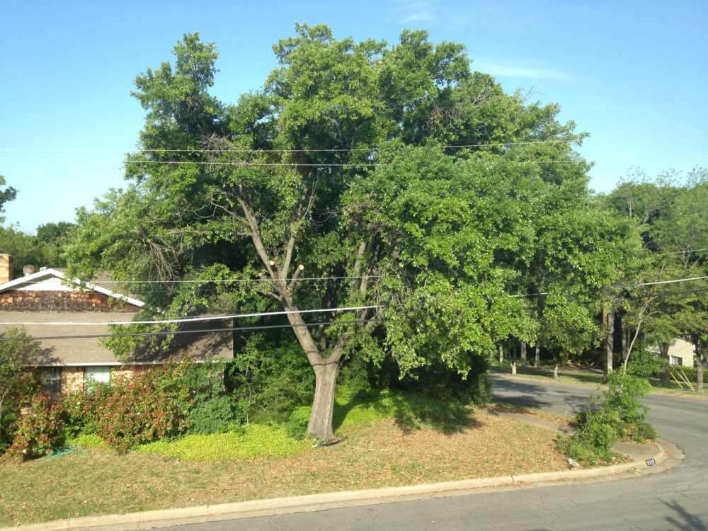 PresTreeServ's tweet image. While no one loves seeing an established #tree hacked to pieces to make way for power lines, it is necessary to keep utilities functional. Read our #treeblog for details on the rules surrounding power lines: ow.ly/axt850udFcn