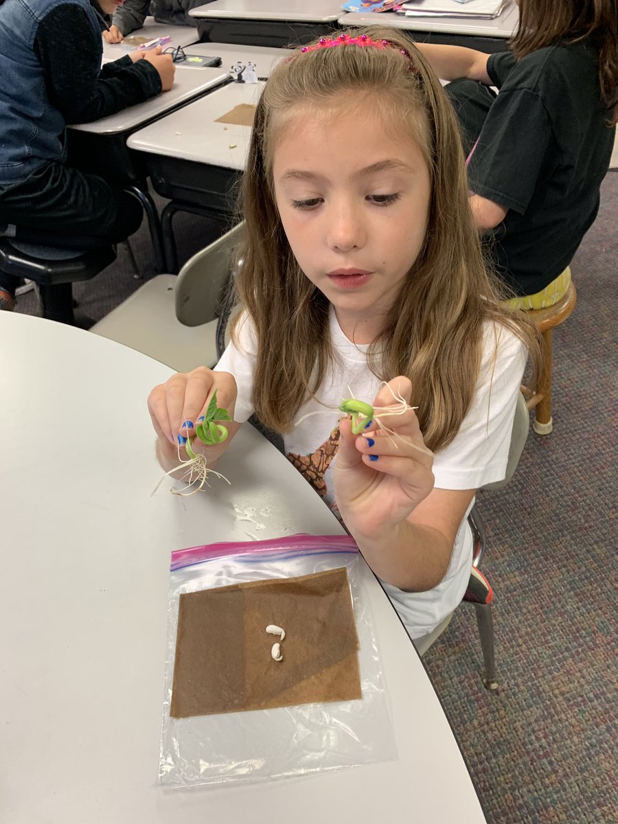 mrshoehing3's tweet image. #multigraders learning about plants in science! They are so excited!  @VioletAllStars #MyLSPS #ATeachersImpact