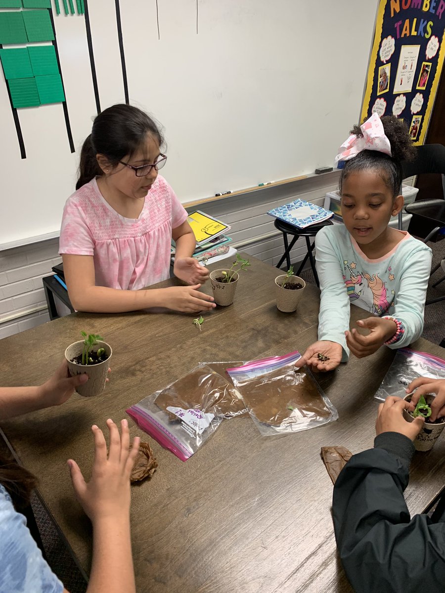 mrshoehing3's tweet image. #multigraders learning about plants in science! They are so excited!  @VioletAllStars #MyLSPS #ATeachersImpact