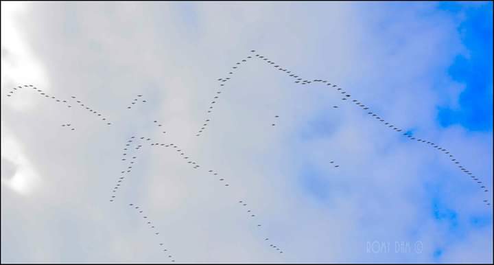 Boven de zee van Schiermonnikoog (geluid er bij denken) kolganzen