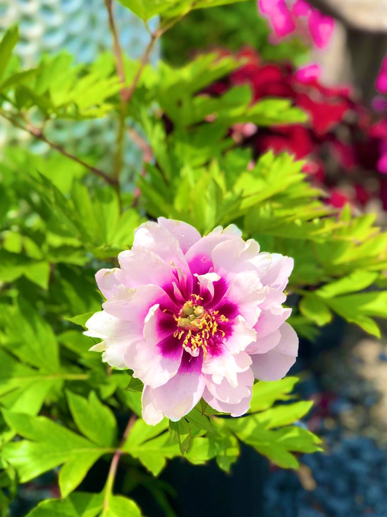 blacklandscape's tweet photo. Our #LandscapeCenter is in full bloom! Come check out all of our beautiful flowering plants!! https://t.co/qXAcbcQGBR