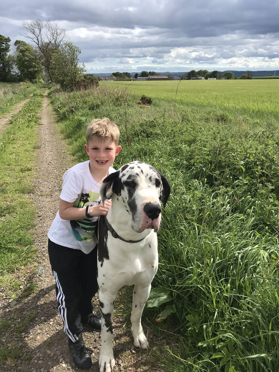 KatieWent's tweet photo. Taking Elvis for a walk #MM4Mattocks @mattocks_ps https://t.co/sBxd7QYpS9