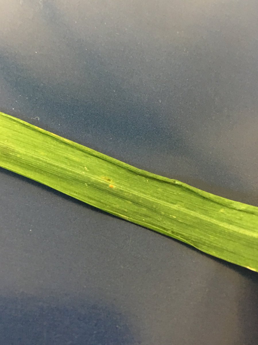 TimBoor_Arable's tweet photo. Brown rust now just starting to be seen on leaf 4 in the Crusoe trial field in Cambridgeshire ⁦@ADASGroup⁩ https://t.co/P9kTODiVim