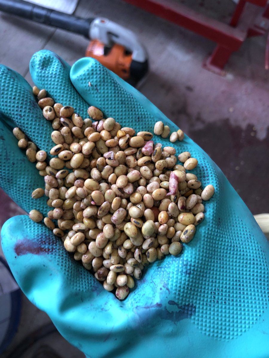 travismesser81's tweet image. If you are going to plant RR1 soybeans that you raised to keep at least make sure you keep quality seed!  Customer brought to plant to be treated and seed size from 2500-4600 seeds per lb mixed together and seed coats missing all over!  #trainwrecktostart #yougetwhatyoupayfor