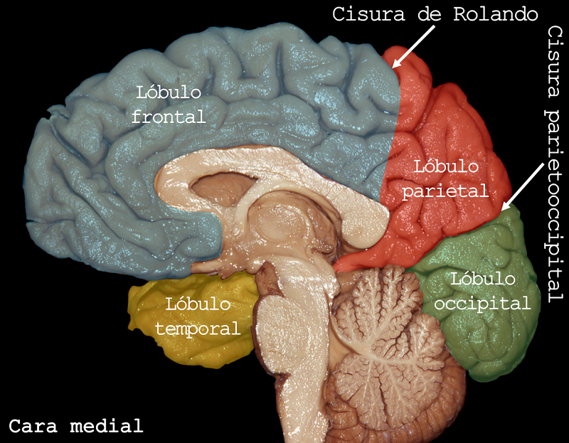 aeducar's tweet photo. Superficie cerebral medial 🧠
✅ | Leer: https://t.co/OxeQjtBqfq
✒️ | Autor: Dr. Facundo Rodríguez, Médico Neurocirujano.
#anatomia #neuroanatomia #sistemanervioso #cerebro #lobuloscerebrales #lobulofrontal #lobuloparietal #lobulooccipital #lobulotemporal #asociacioneducar https://t.co/qkL0ng2yWg