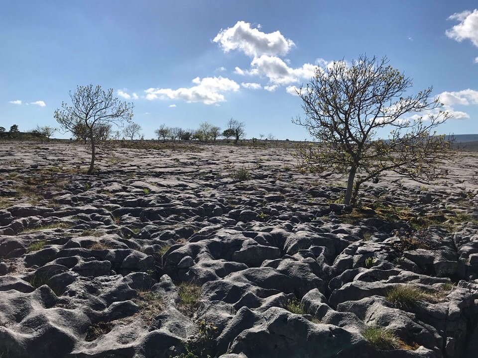 gauberbunkbarn's tweet photo. There are a number of beautiful nature reserves close to @gauberbunkbarn #southerscalesnaturereserve at the foot of #ingleborough is just a couple of miles from us #yorkshirewildlifetrust #limestonepavement #limestonescenery #yorkshiredales #yorkshiredalesnationalpark https://t.co/x3BpIzyEsf