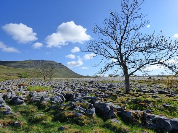 gauberbunkbarn's tweet photo. There are a number of beautiful nature reserves close to @gauberbunkbarn #southerscalesnaturereserve at the foot of #ingleborough is just a couple of miles from us #yorkshirewildlifetrust #limestonepavement #limestonescenery #yorkshiredales #yorkshiredalesnationalpark https://t.co/x3BpIzyEsf
