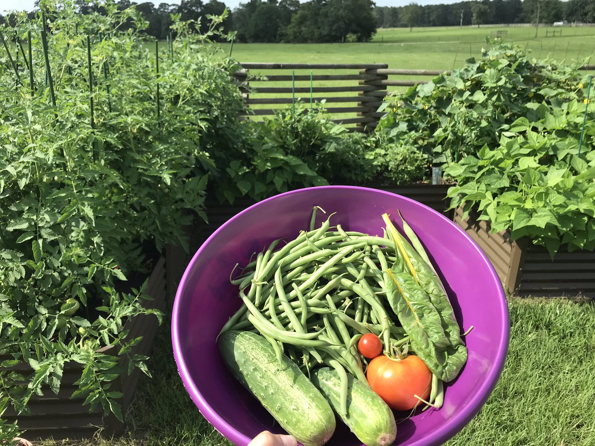 magicwormranch's tweet image. Grown in soil fed with our MAGIC Earthworm Castings as part of the soil food web 😀 Find us this weekend at @SBCFarmersMkt Fri &amp;amp; @MarketTomball Sat #wormcastings #nutrientrich #soilamendments #organic #soilmicrobes #soilfoodweb #planthealth #wormpoop #omrilisted #gotexan