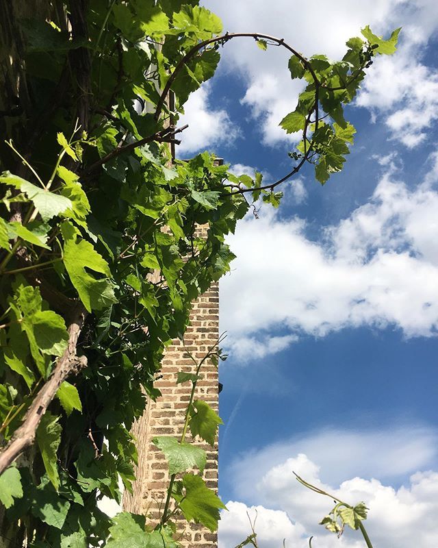tatjana1o1's tweet photo. sky today sky today
.
.
.
#sky #today #london #hackney #noclouds #bluesky #wine #inmybackyard #inmybackgarden #hackneygardener #gardensofinstagram https://t.co/9niAstpKmx https://t.co/74ps9yrrFN