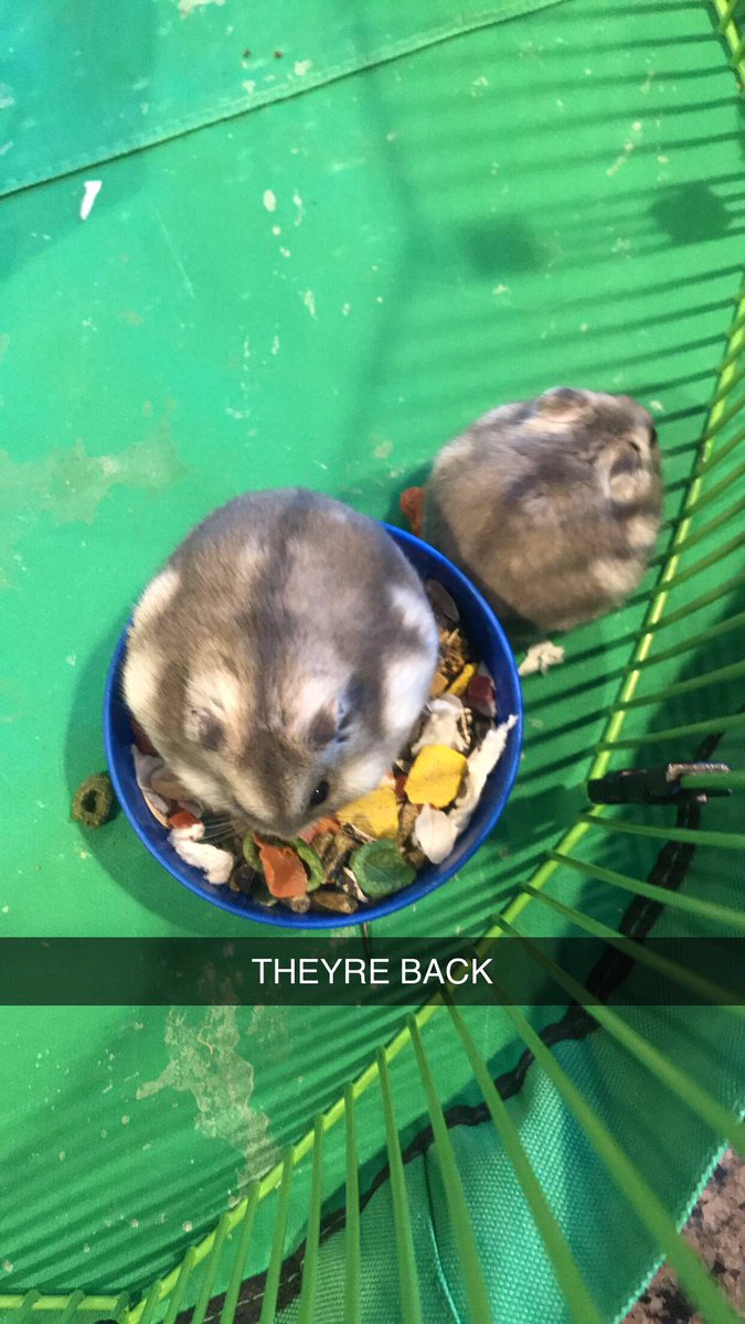 The_CB_Show's tweet photo. During my second year of college, my roommate got hamsters! Of course I agreed to the little buddies. This is Timmy and Bits. Timmy is the smaller one and Bits is the fat one. They were named after “Timbits” because they resemble them. I’m watching them for the week so say hello! https://t.co/54Ni5jw0d8