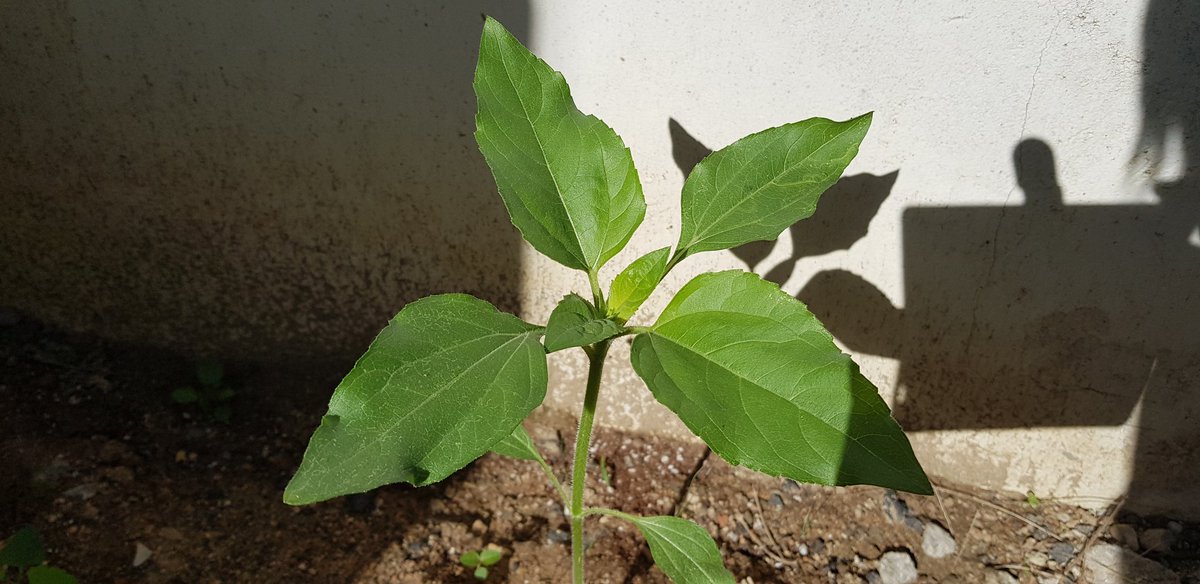 해바라기야 잘자라렴 #해바라기 #기다림 #박유천