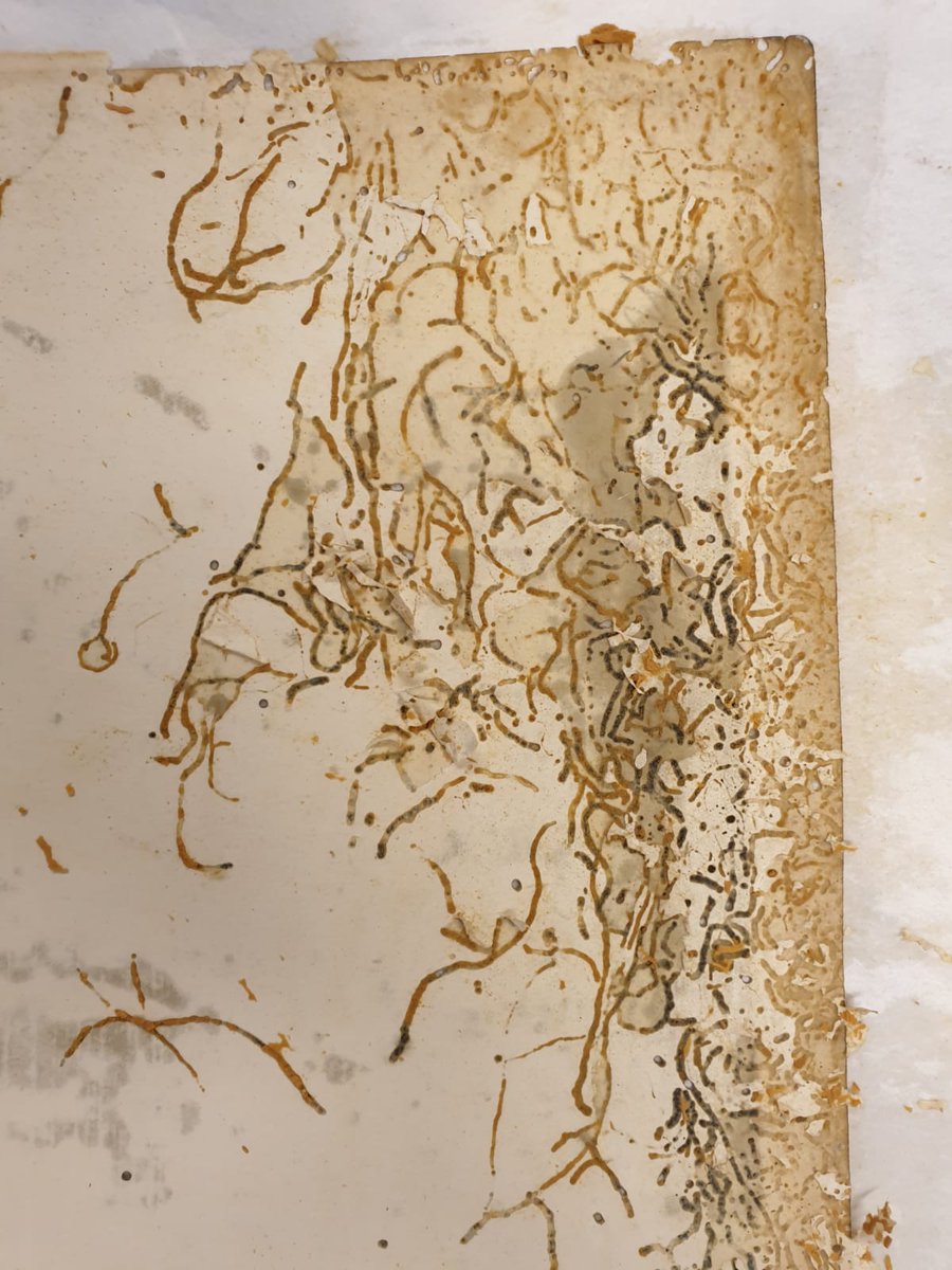 The Paper Conservation Studio, Ireland (@paperireland) on Twitter photo 