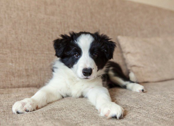 PetMD's tweet photo. It's more than just a fun way to show off your new puppy. Socialization is critical to raising a happy, healthy dog. Here's how it's done. 

https://t.co/rGrg5HLiie https://t.co/sNbSzK2ikX
