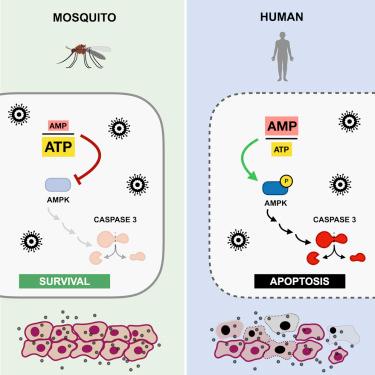Cell_Metabolism's tweet photo. Thaker et al. report that Zika virus differentially rewires the metabolism of human cells vs. mosquito cells. This difference contributes to the cell death observed in Zika-virus-infected human cells but survival of Zika-virus-infected mosquito cells. https://t.co/68kGIEoI7m https://t.co/mnoTzG4aiF