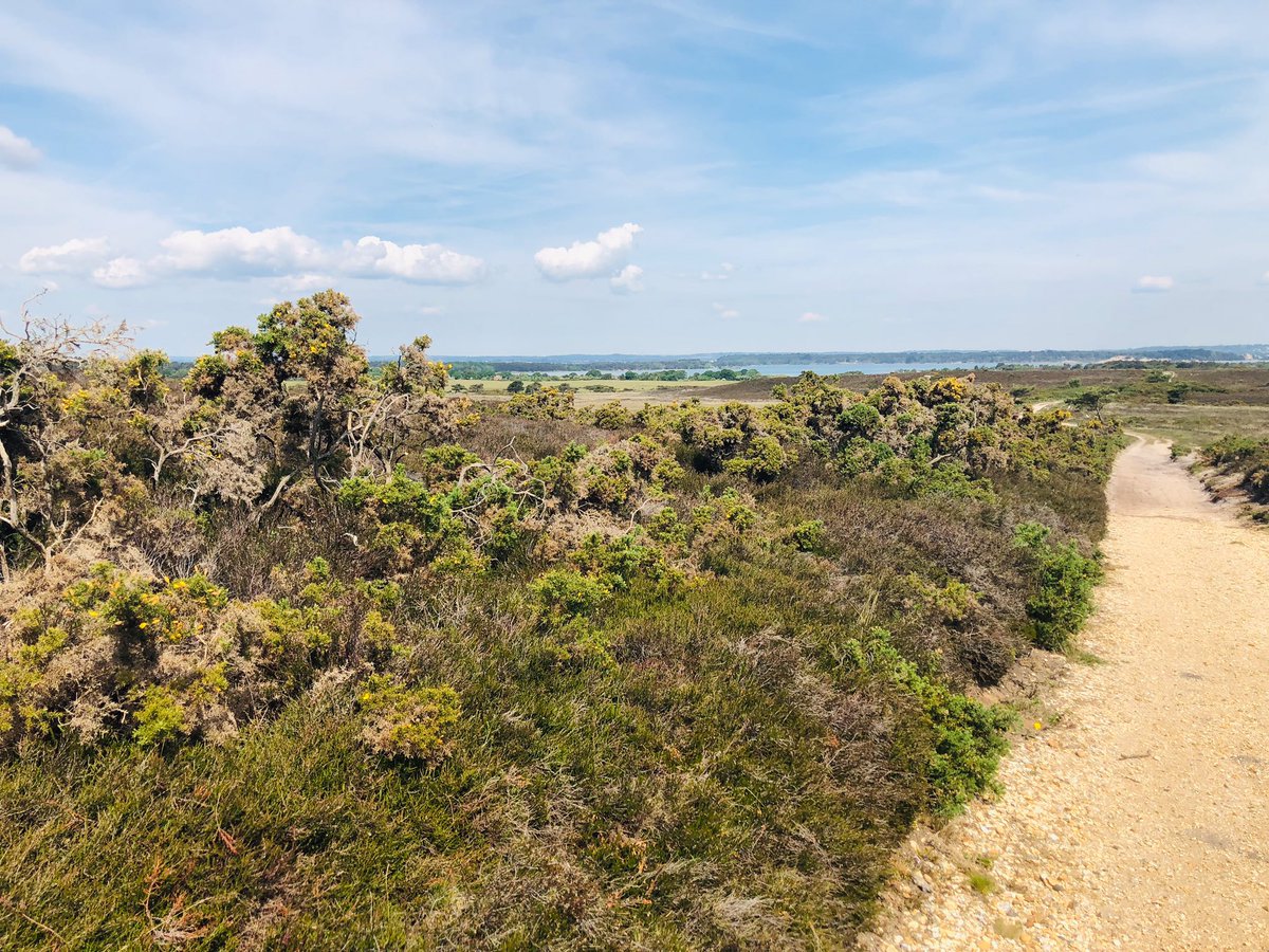 EppingPoet's tweet photo. Most people love the Dorset coast
Where waves wash on the sand.
But, for me, what I love most
Is just a little moor land.
#dorset #poetry #Poole https://t.co/TwhH17eMPr