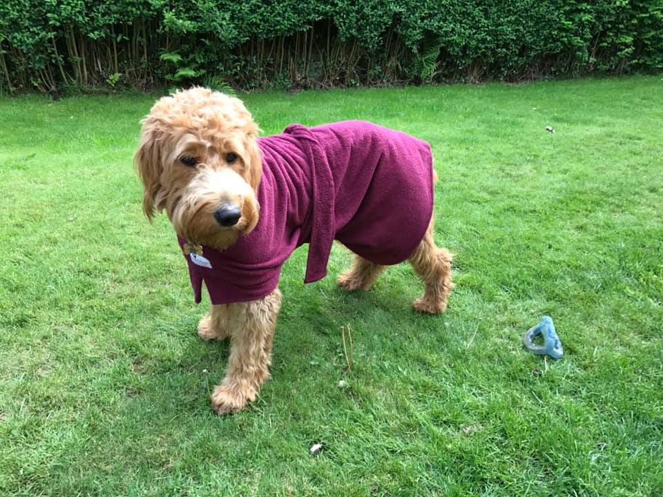 cat__sinclair's tweet photo. No chance did my mum buy my dog a dressing gown for his bday to wear after he’s had a shower https://t.co/MVm08Mdk9N