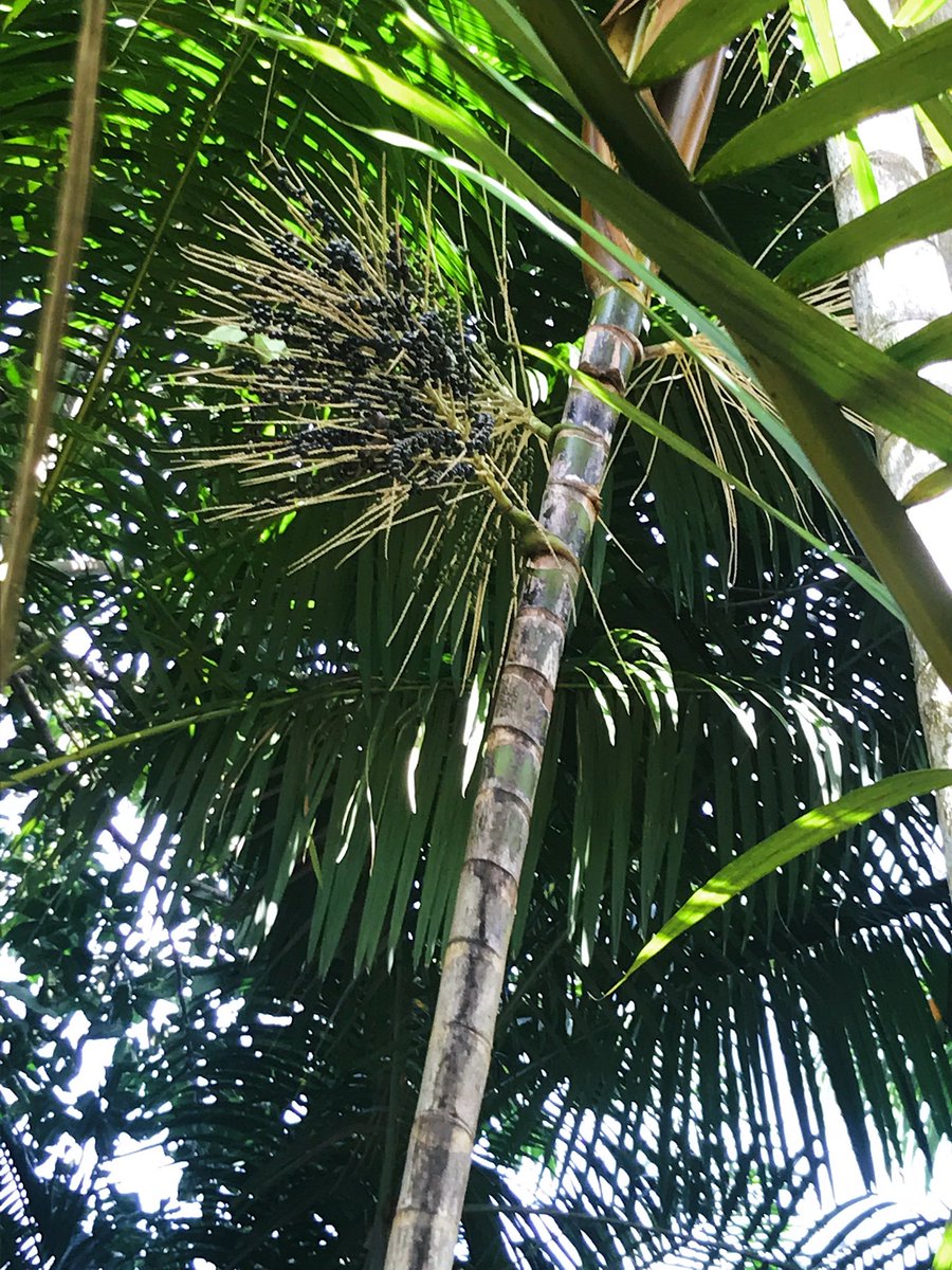 Ever wonder where acai comes from? 🤔 Our açaí berries come from the amazon in Brazil (zoom in to get a better look)! They’re 100% organic and sustainable every time.