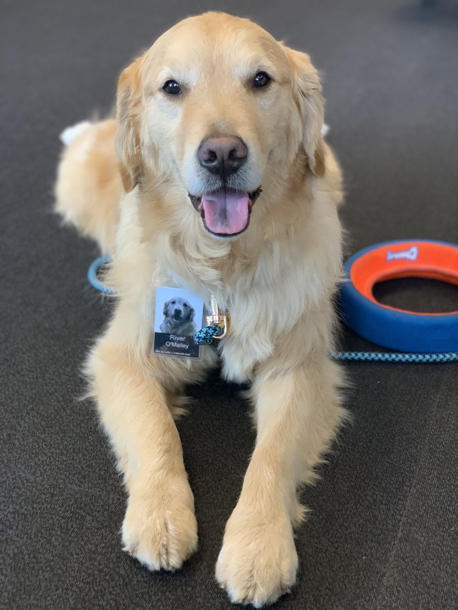 New Job Update: I 💙 it! 🤖 🚘 🐕🐾 #nuber #dogsofuber #ilovemyjob #officedog #goldenretriever #dogfriendlyoffice