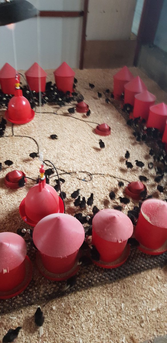 Morgan Merle tweet media