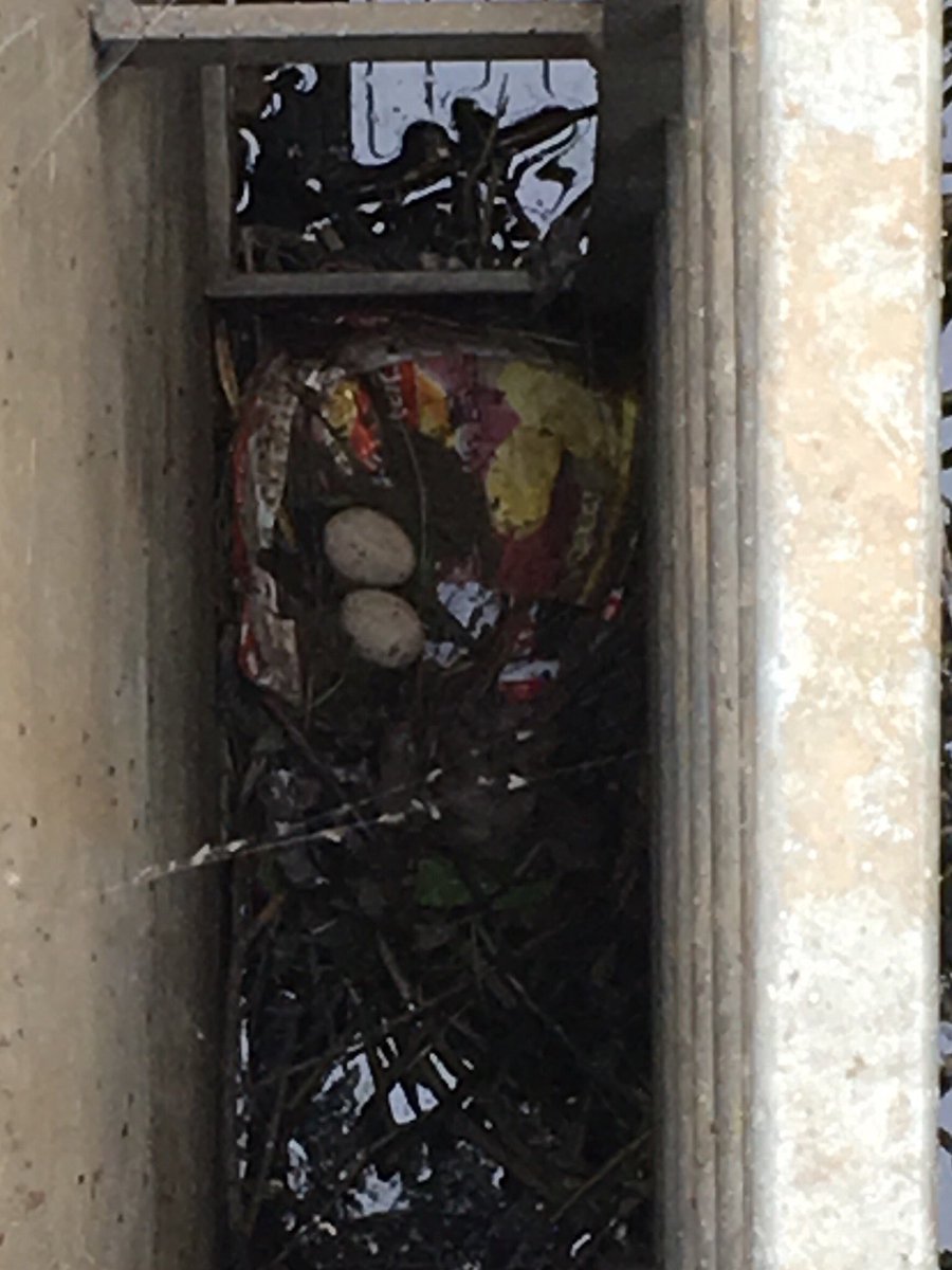 Our Upper Colne Field Team opened the access to the chamber at Prince Edwards playing field #flood storage area to find two (what we think were) moorhen eggs in a made of crisp packets to line it. #plasticpollution