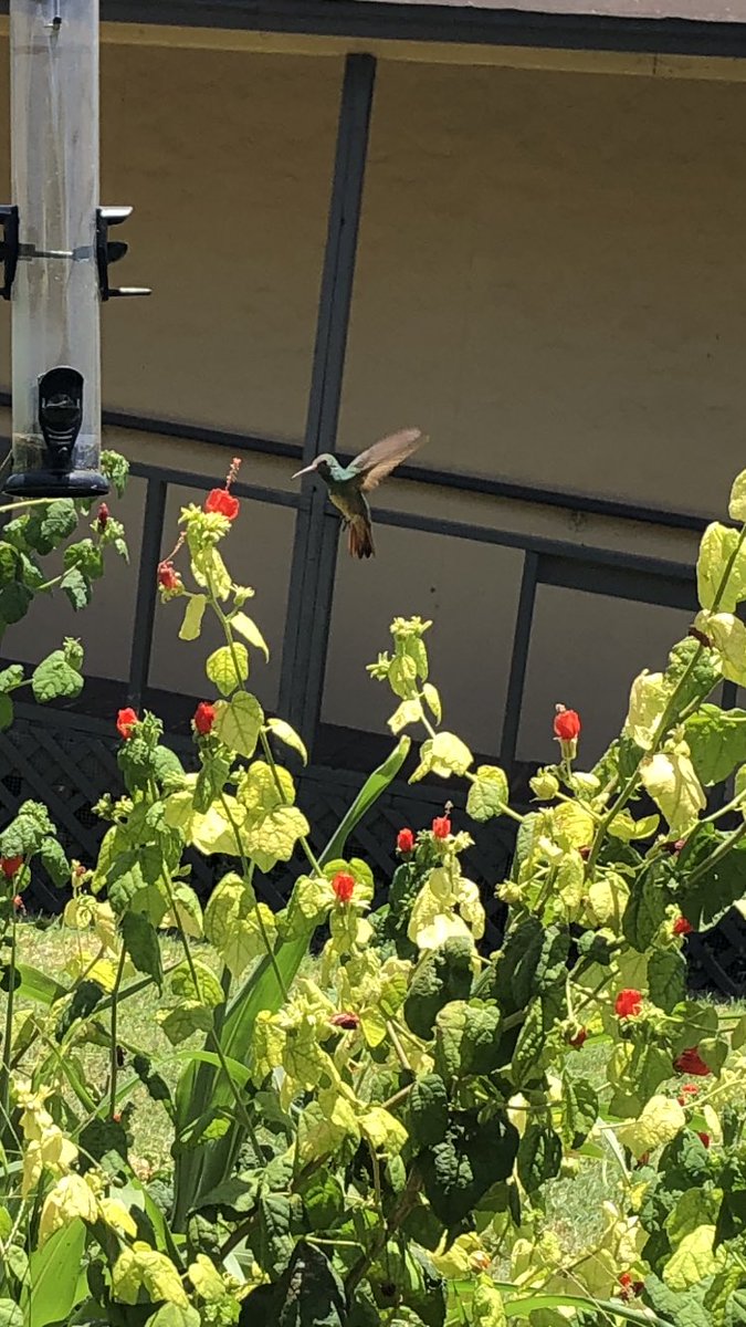 whitmaupin's tweet photo. Guess what!?! Our campus is now a Certified Schoolyard Habitat!! Woohoo!! @EscandonEagles https://t.co/jxqYlLpAng