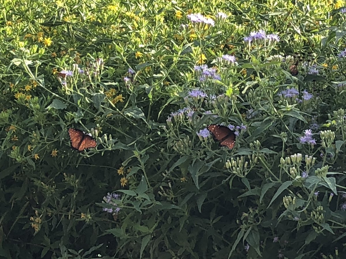 whitmaupin's tweet photo. Guess what!?! Our campus is now a Certified Schoolyard Habitat!! Woohoo!! @EscandonEagles https://t.co/jxqYlLpAng