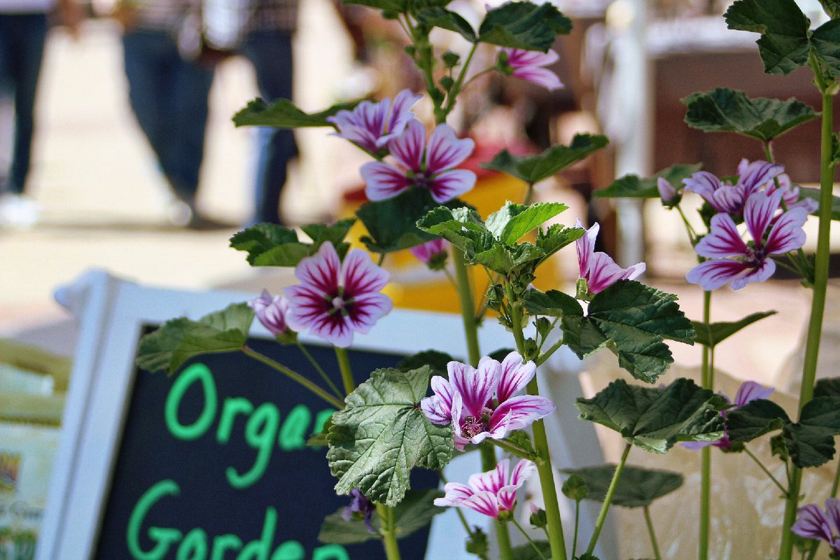 SkyakinPhoto's tweet photo. #OTFMWichita
Old Town Farmers Market outdoors in Wichita, KS
@OTFMWichita #farmersmarket #wichitaphotography #ilovewichita #wichitaks https://t.co/6NKQaHYl9A