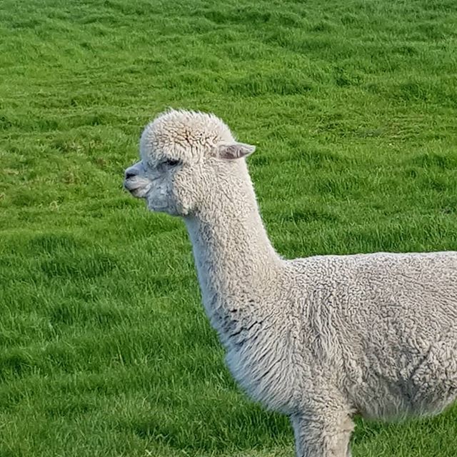 These Alpacas, like our cocoa, came from Peru to Scotland 🏴󠁧󠁢󠁳󠁣󠁴󠁿🇵🇪 Come and see us in the foodhall @royalhighlandshow June 20th-24th 🦙🦌🐄🦄🐏🚜 bit.ly/30uUERM