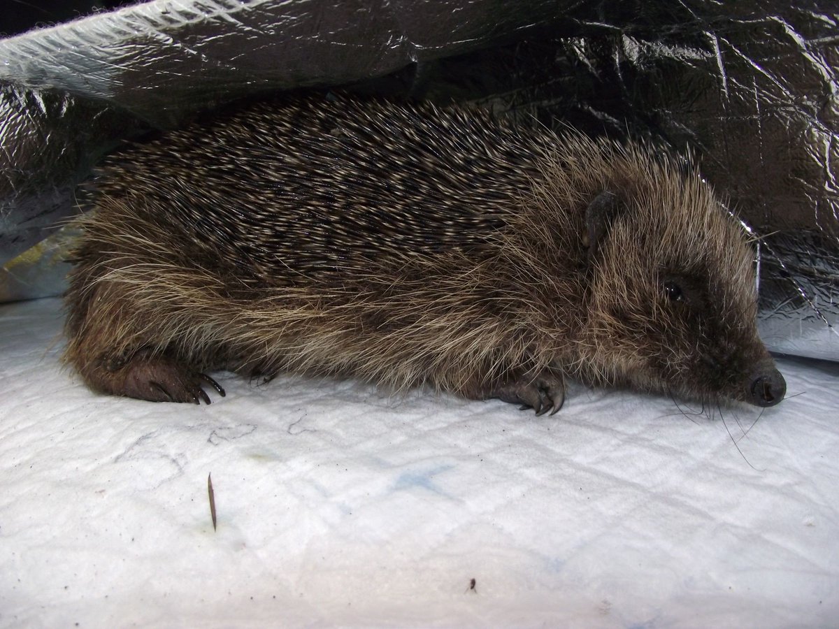 HedgehogCabin's tweet photo. This poor boy was seen lying out in the sun so was put under a bush. When he hadn't moved for 3 days he was brought to me. By then maggots had caused such horrific injuries he couldn't be saved. A hog lying in sun is an EMERGENCY! Take indoors away from flies and call a rescue. https://t.co/KGXWxACUOP